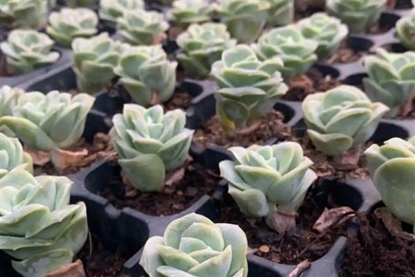 多肉玫瑰的养殖方法，提供充足的光照能让植株更饱满