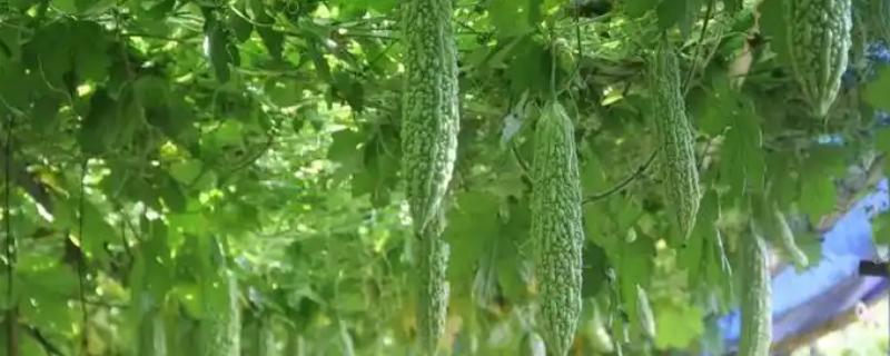 苦瓜的栽培方法，浸种催芽后再播种