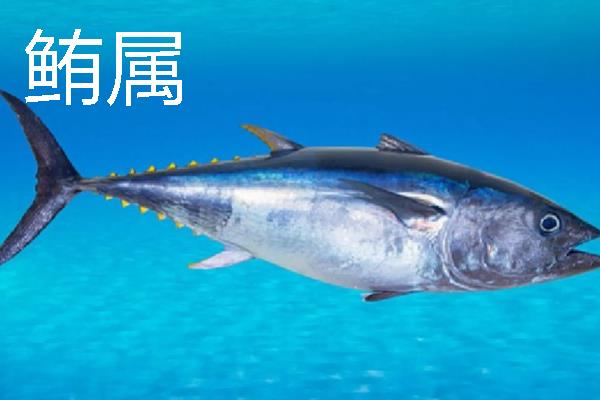 金枪鱼的价格，零售价格在200-600元一斤
