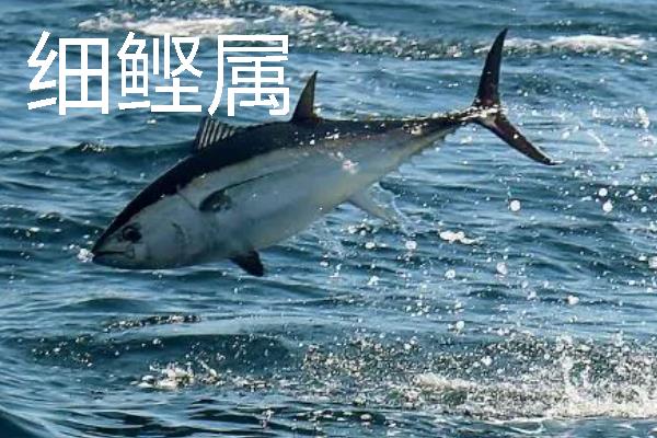 金枪鱼的价格，零售价格在200-600元一斤