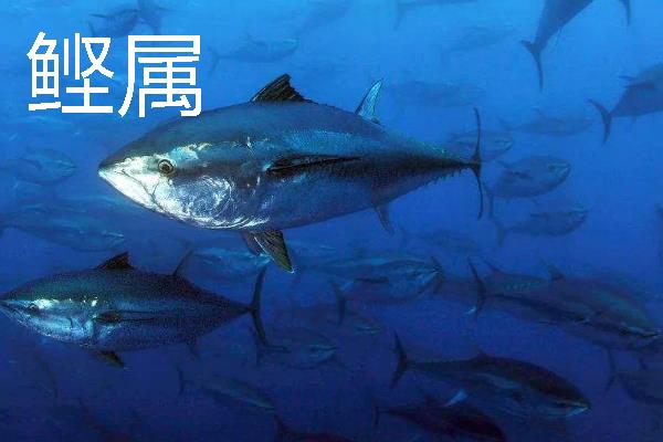 金枪鱼的价格，零售价格在200-600元一斤