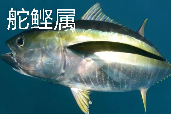 金枪鱼的价格，零售价格在200-600元一斤