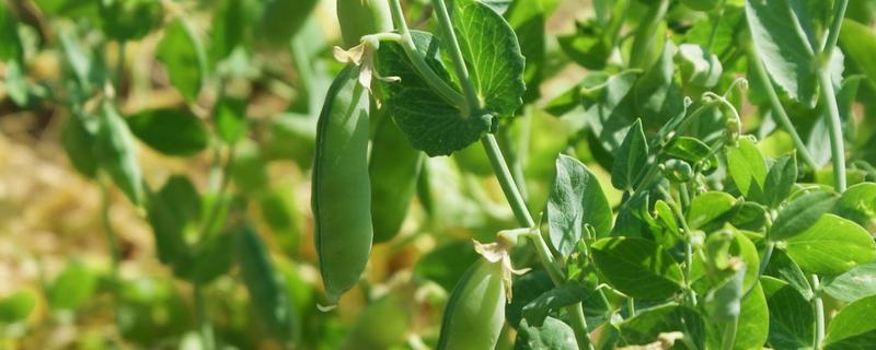 豆角豆荚螟发生的特点，特点是二头重中间轻