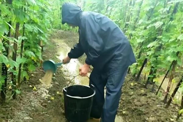 苦瓜的栽培方法，浸种催芽后再播种