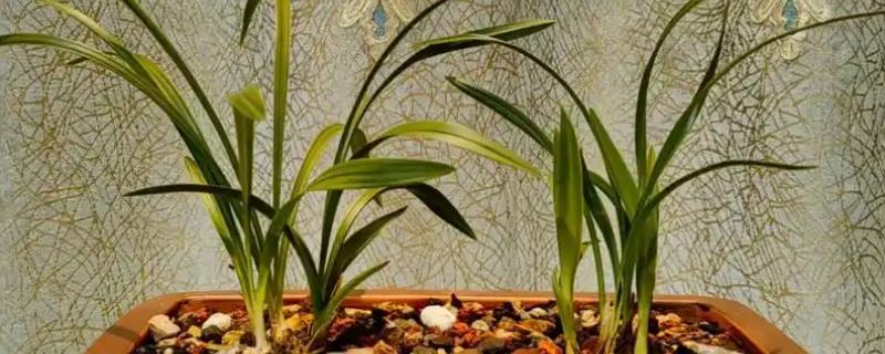 怎么养殖兰花，春秋季节每隔2-3天浇一次水