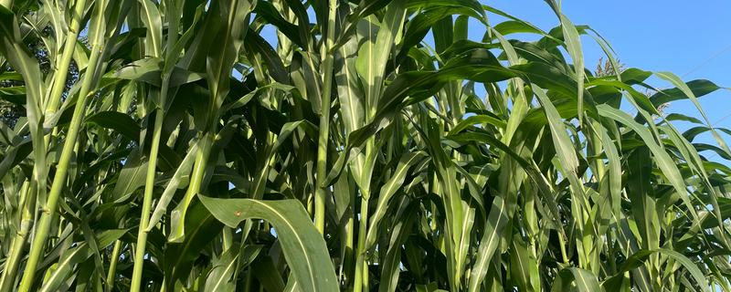 为什么甜高粱很少有人种，因为它只针对于养殖业