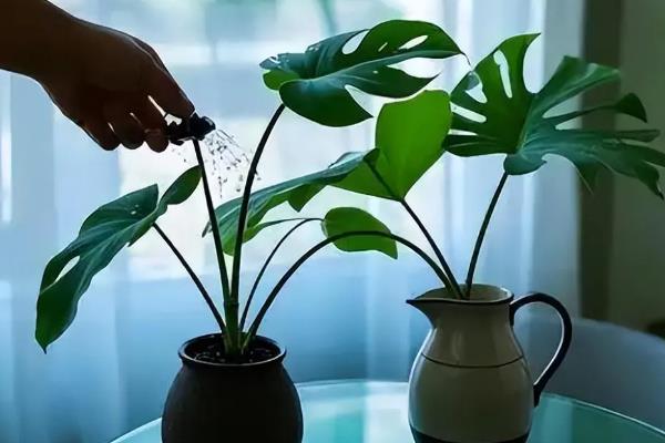 龟背竹长出的鞭是何物，植株的气生根呈鞭状