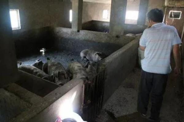 猪圈地面打水泥的影响，会导致猪患肢体病的概率比较高