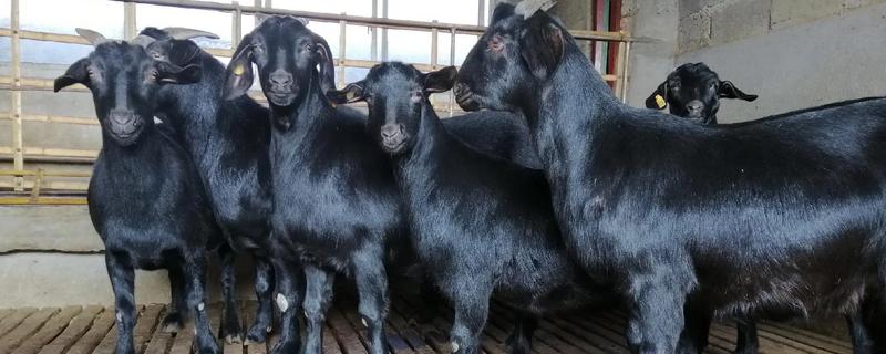 黑山羊有什么品种，浏阳黑山羊、金堂黑山羊等品种很常见