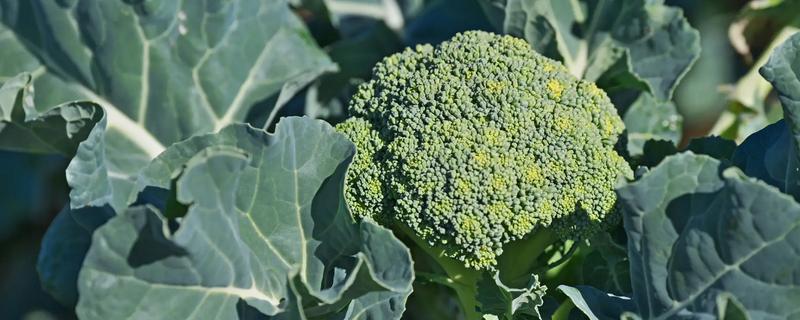 西兰花何时可以露天种植，春秋季节在晴天种植可提高成活率