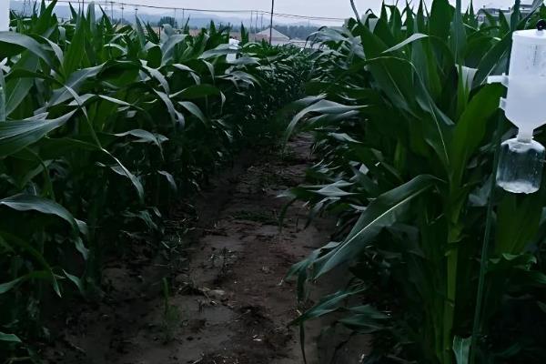 高产玉米种品种介绍，推荐金玉506、浚单28等