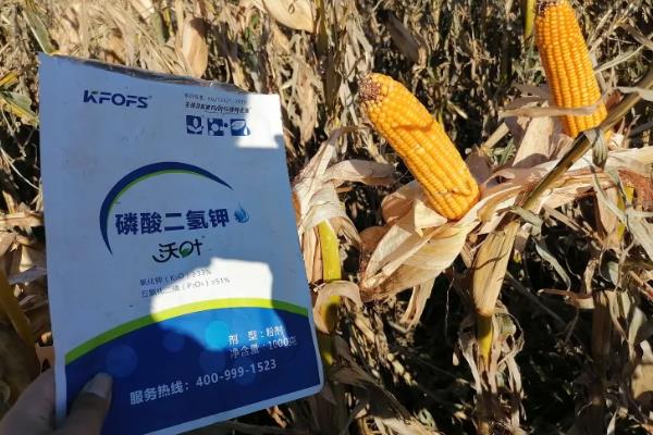 高产玉米种品种介绍，推荐金玉506、浚单28等