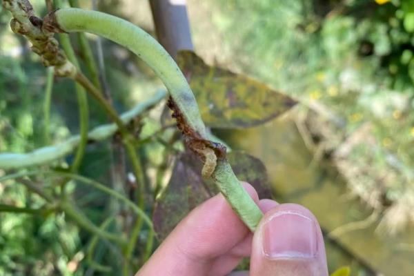 豆角豆荚螟发生的特点,特点是二头重中间轻