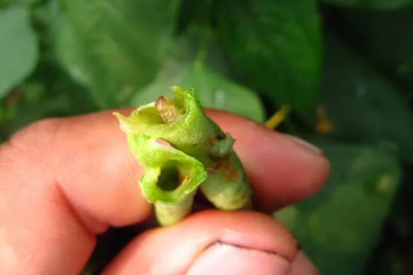 豆角豆荚螟发生的特点,特点是二头重中间轻