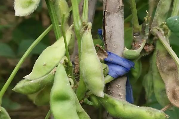 豆角豆荚螟发生的特点,特点是二头重中间轻