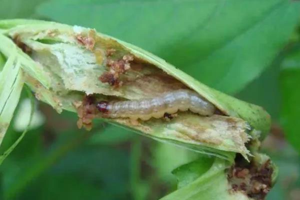 豆角豆荚螟发生的特点,特点是二头重中间轻