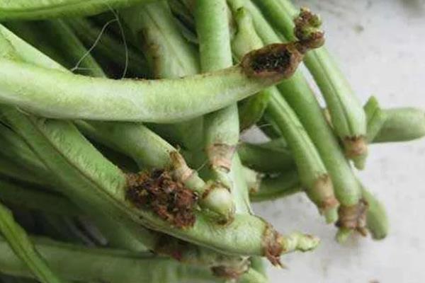 豆角豆荚螟发生的特点,特点是二头重中间轻