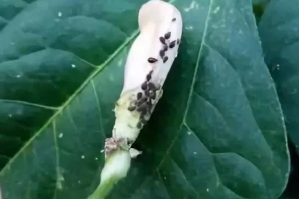 豆角豆荚螟发生的特点,特点是二头重中间轻