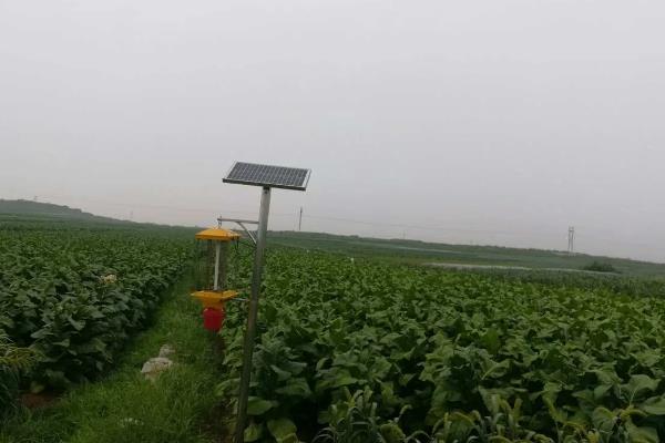 豆角豆荚螟发生的特点,特点是二头重中间轻