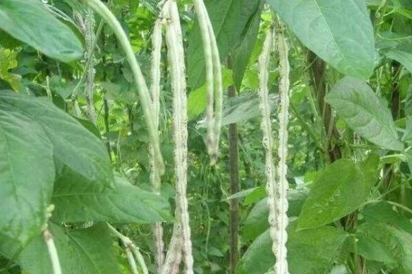 豆角豆荚螟发生的特点,特点是二头重中间轻