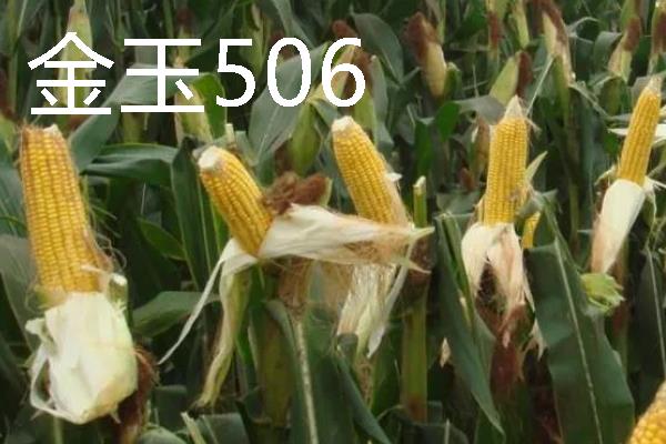 高产玉米种品种介绍，推荐金玉506、浚单28等