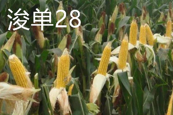高产玉米种品种介绍，推荐金玉506、浚单28等