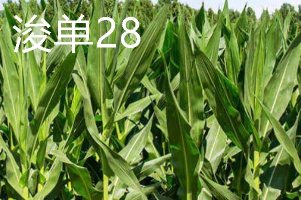 高产玉米种品种介绍，推荐金玉506、浚单28等