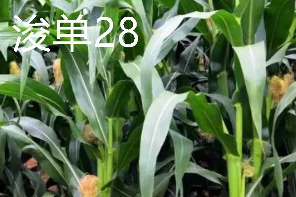 高产玉米种品种介绍，推荐金玉506、浚单28等