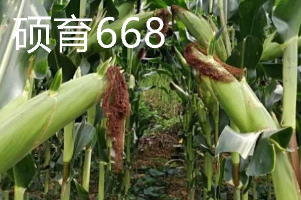 高产玉米种品种介绍，推荐金玉506、浚单28等