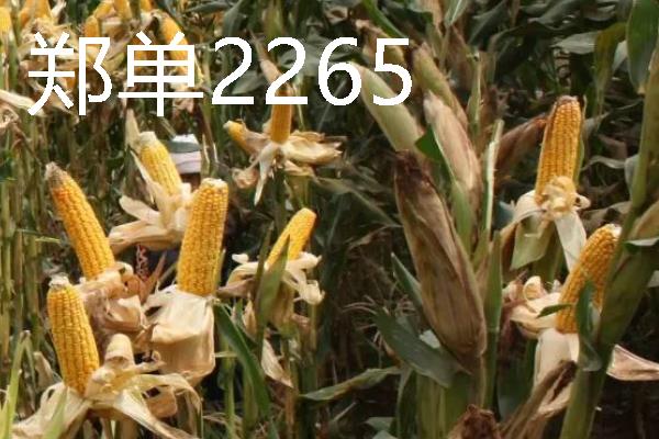 高产玉米种品种介绍，推荐金玉506、浚单28等