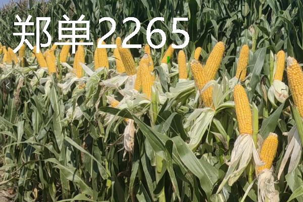 高产玉米种品种介绍，推荐金玉506、浚单28等