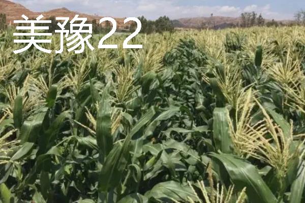 高产玉米种品种介绍，推荐金玉506、浚单28等