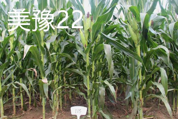 高产玉米种品种介绍，推荐金玉506、浚单28等