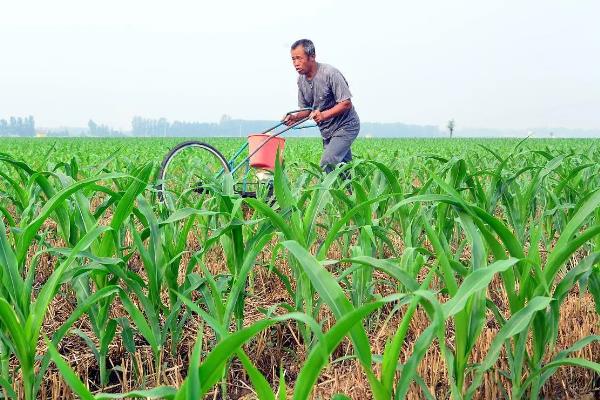 高产玉米种品种介绍，推荐金玉506、浚单28等