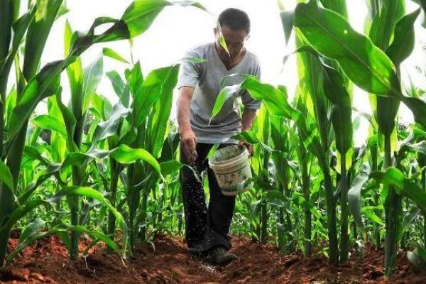 高产玉米种品种介绍，推荐金玉506、浚单28等