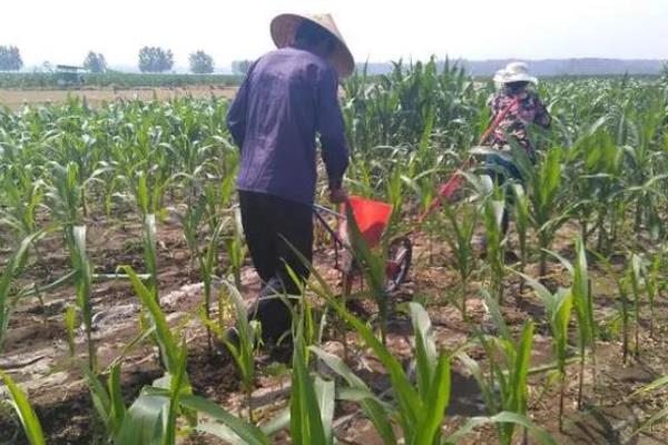 高产玉米种品种介绍，推荐金玉506、浚单28等