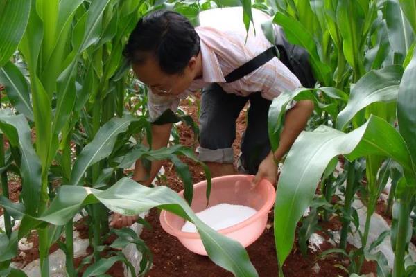 高产玉米种品种介绍，推荐金玉506、浚单28等