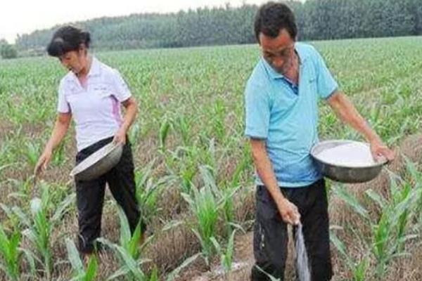 高产玉米种品种介绍，推荐金玉506、浚单28等