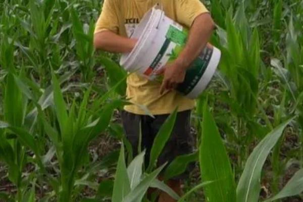 高产玉米种品种介绍，推荐金玉506、浚单28等