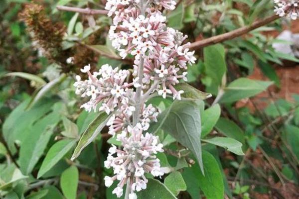 密蒙花的养殖方式，春秋季节每隔3-5天浇一次水