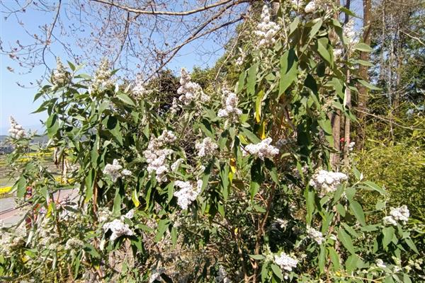 密蒙花的养殖方式，春秋季节每隔3-5天浇一次水