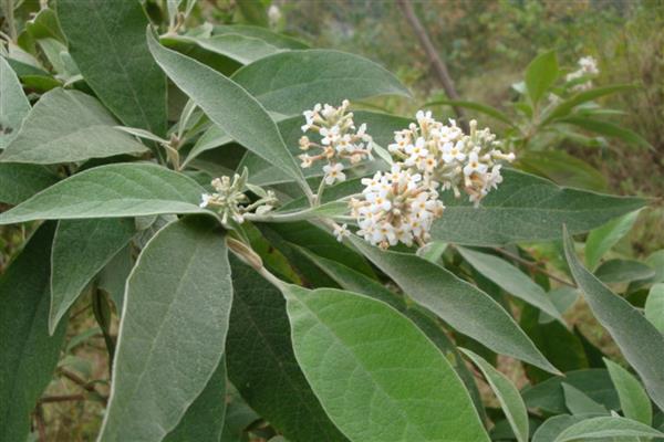 密蒙花的养殖方式，春秋季节每隔3-5天浇一次水