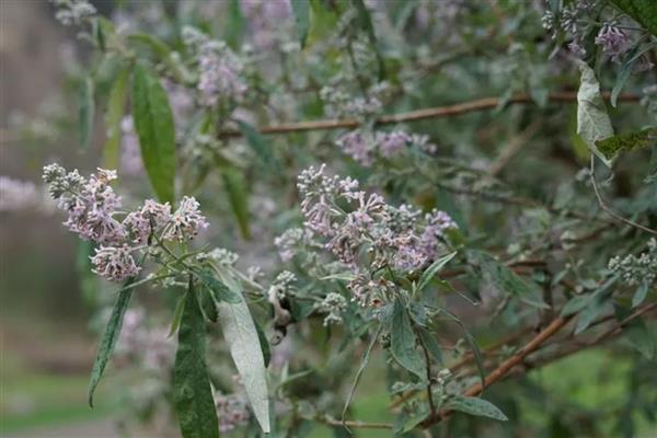 密蒙花的养殖方式，春秋季节每隔3-5天浇一次水