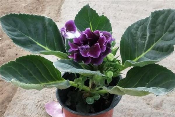 芙蓉花的根部是不是种球，呈根状也能用来繁殖但并非种球