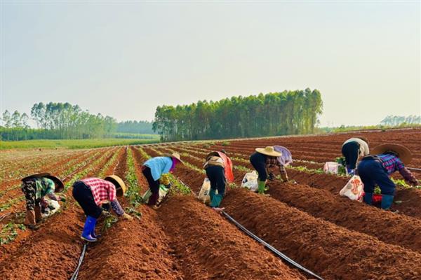 红薯怎么种植才能高产，块茎膨大期可浇灌钾肥溶液