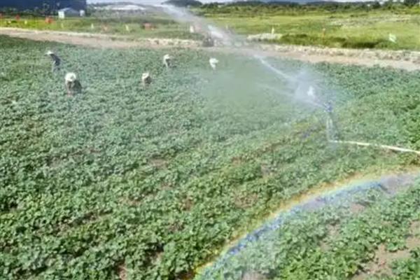 红薯怎么种植才能高产，块茎膨大期可浇灌钾肥溶液