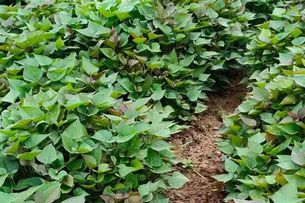 红薯怎么种植才能高产，块茎膨大期可浇灌钾肥溶液