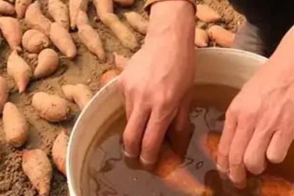 红薯怎么种植才能高产，块茎膨大期可浇灌钾肥溶液