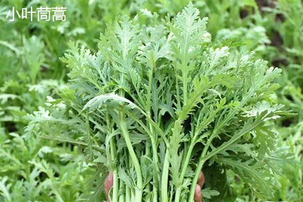 茼蒿的产地，安徽、福建、湖北、湖南等省份均有产出
