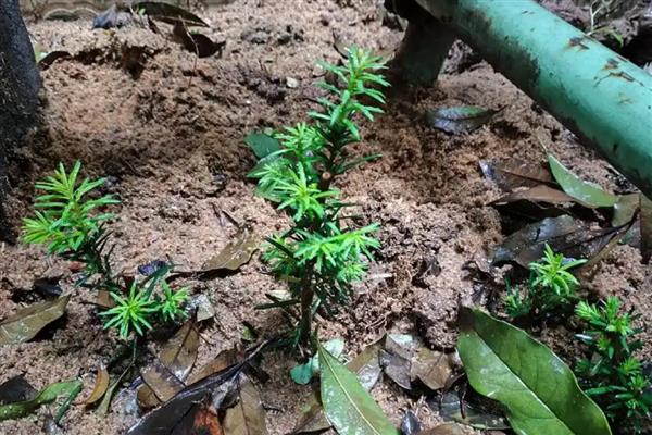 红豆杉怎么扦插，用生根溶液浸泡枝条后再插入土壤中